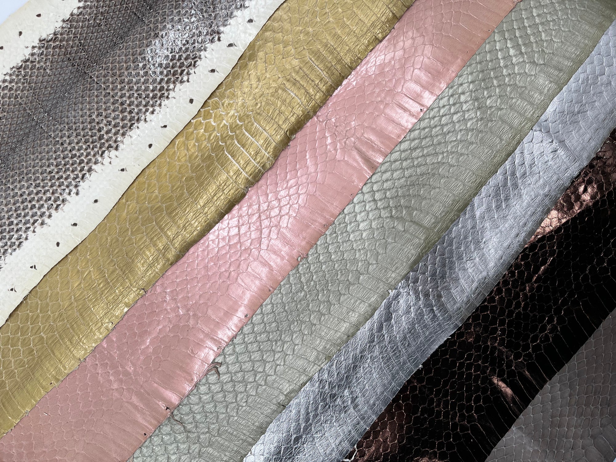 Whipsnake (serpent d’eau)