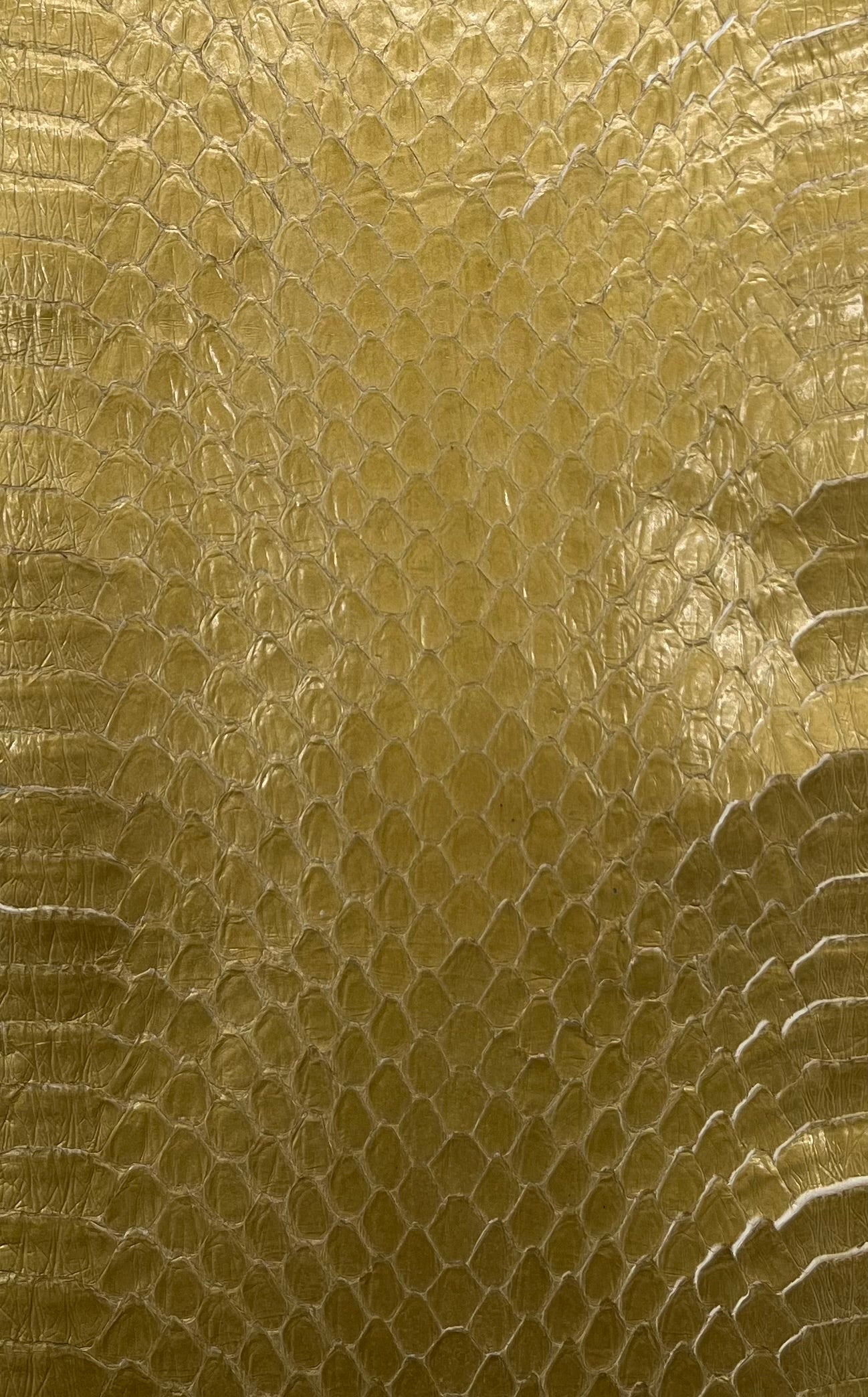 Whipsnake (serpent d’eau)