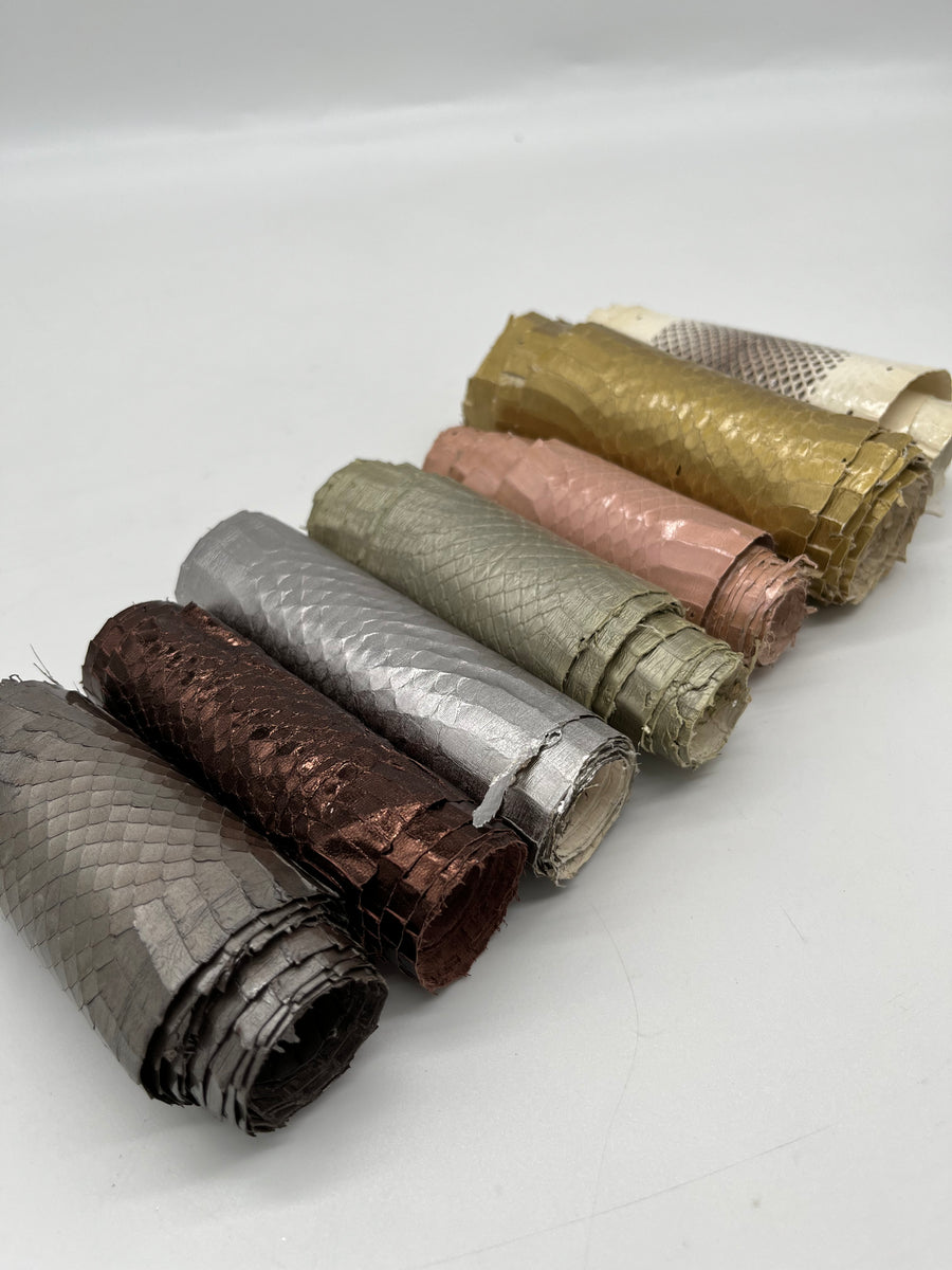 Whipsnake (serpent d’eau)