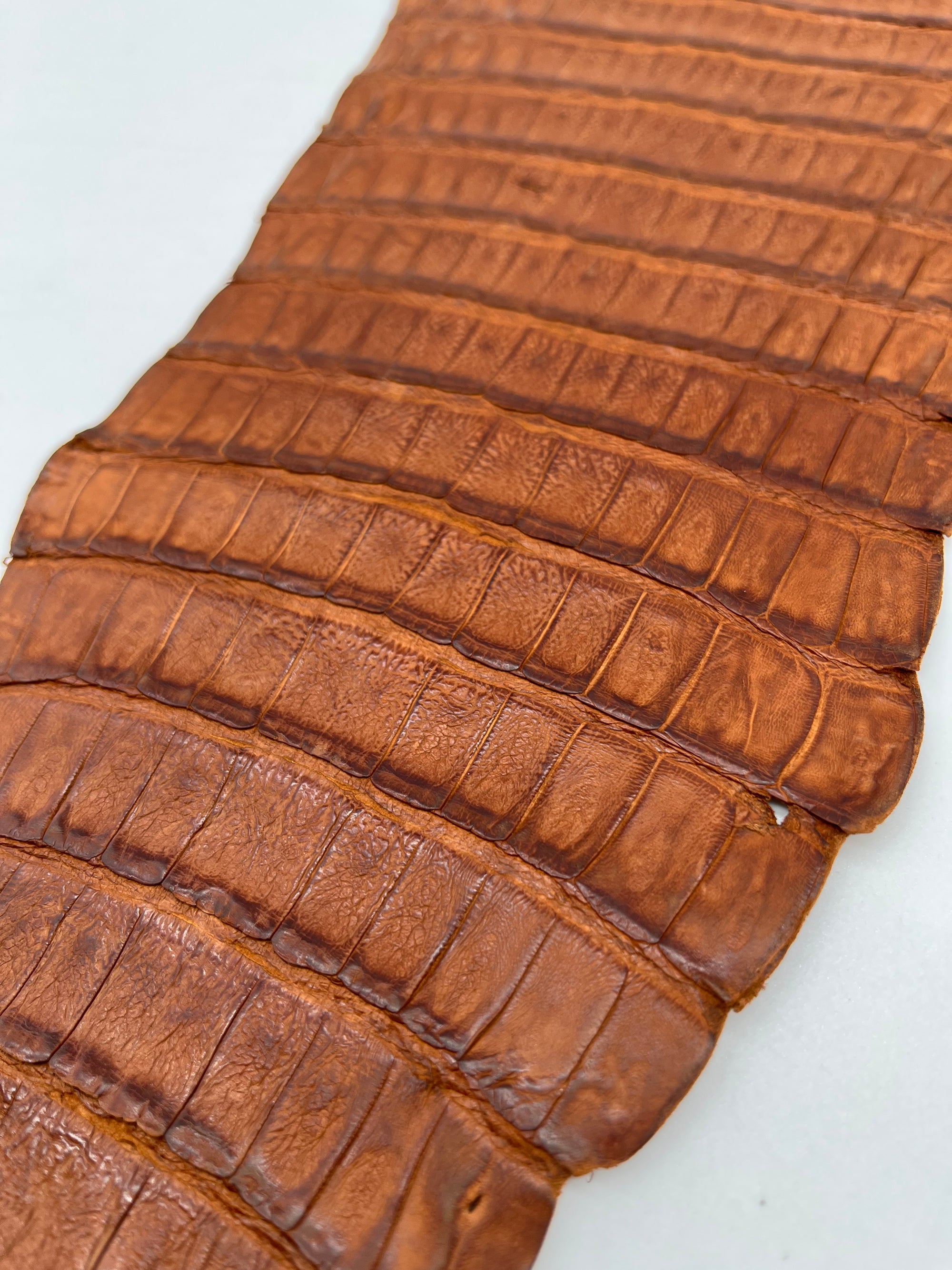 Queue de croco couleur havane (chutes)