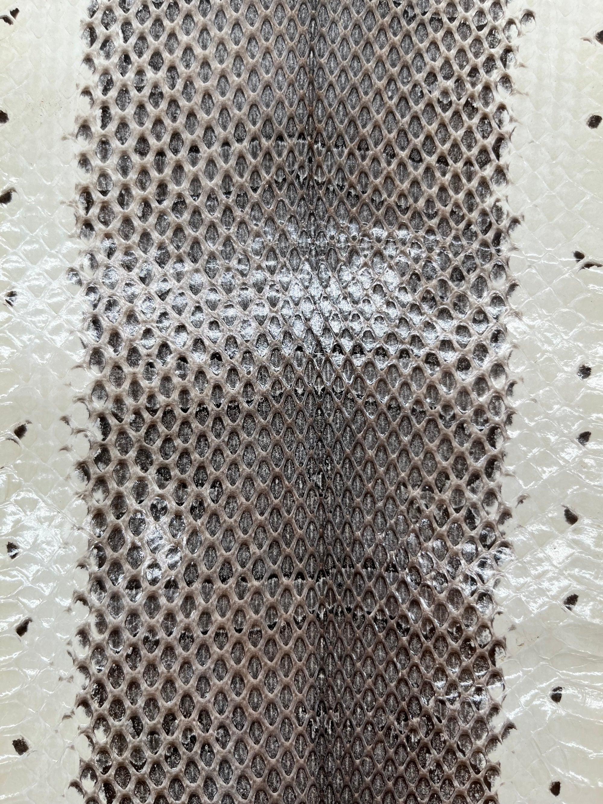 Whipsnake (serpent d’eau)