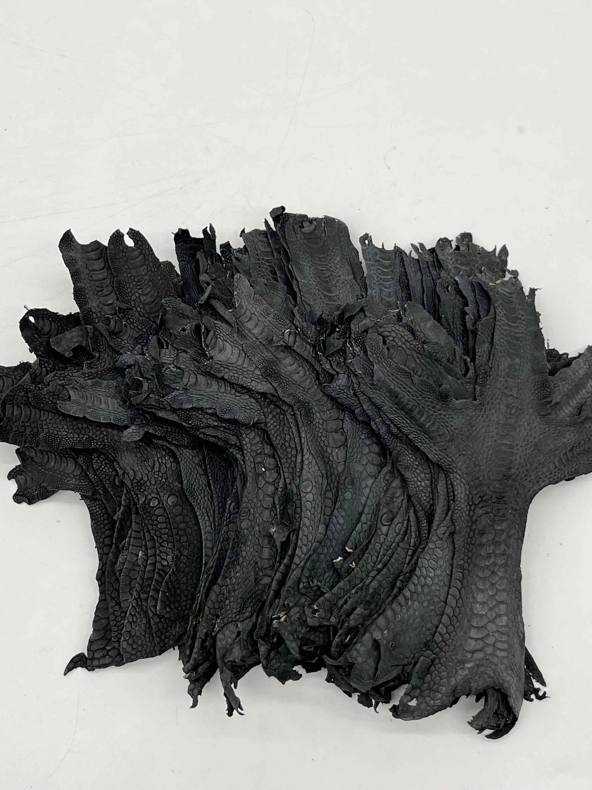 Patte de coq (lot de 50 pattes)