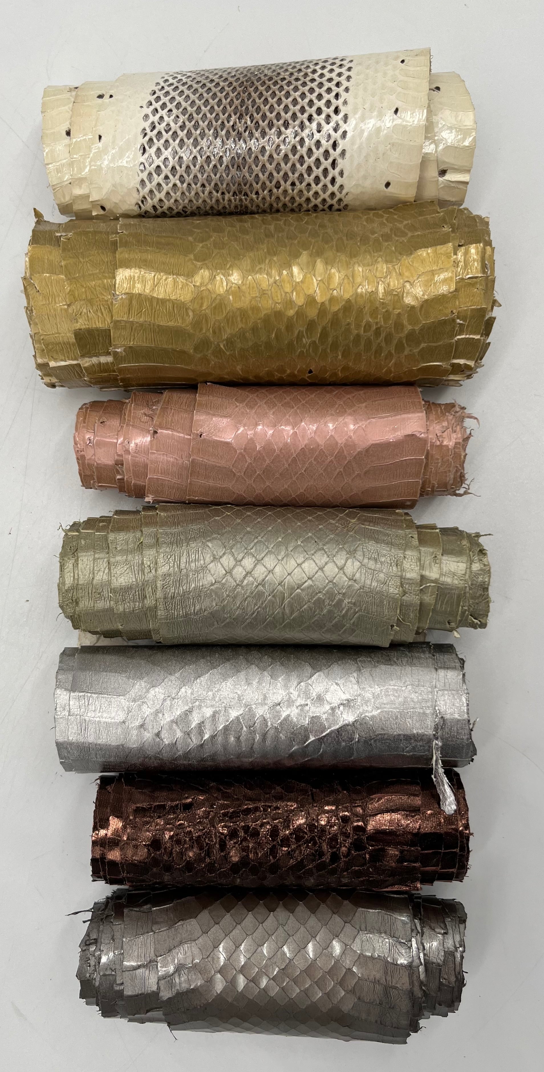 Whipsnake (serpent d’eau)