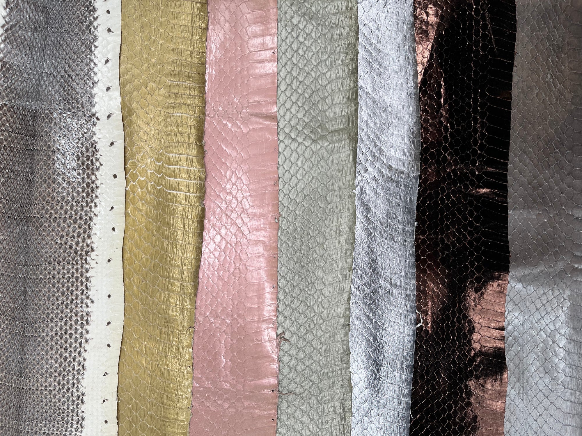 Whipsnake (serpent d’eau)