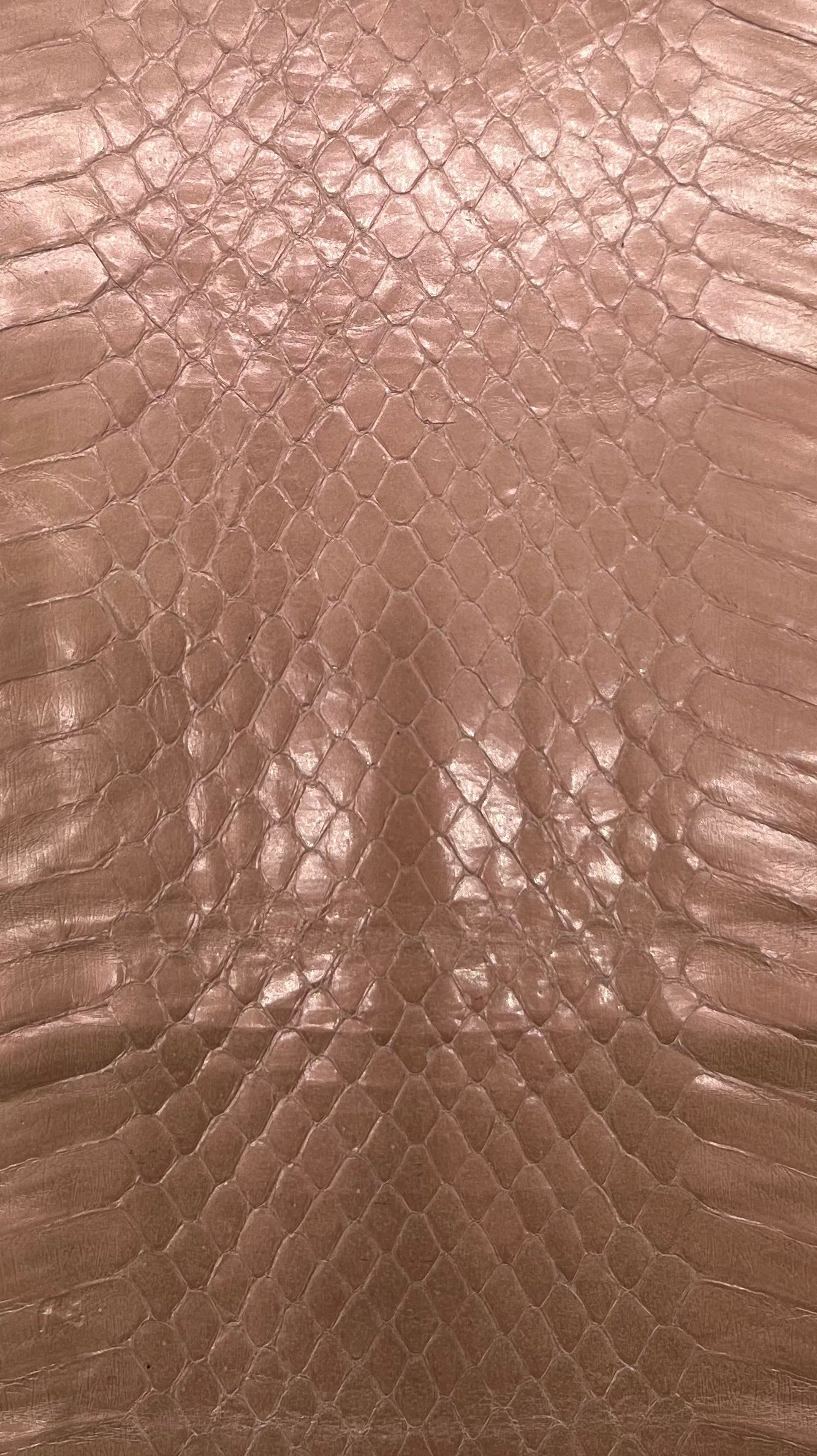 Whipsnake (serpent d’eau)