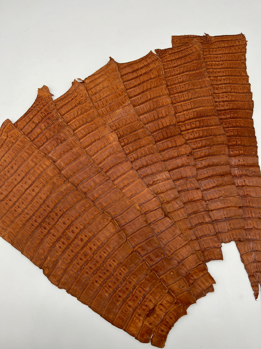 Queue de croco couleur havane (chutes)